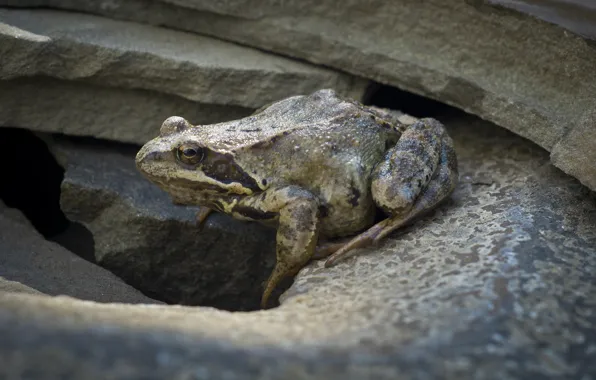 Nature, animal, stone, frog, toad, amphibian, amphibian, tailless