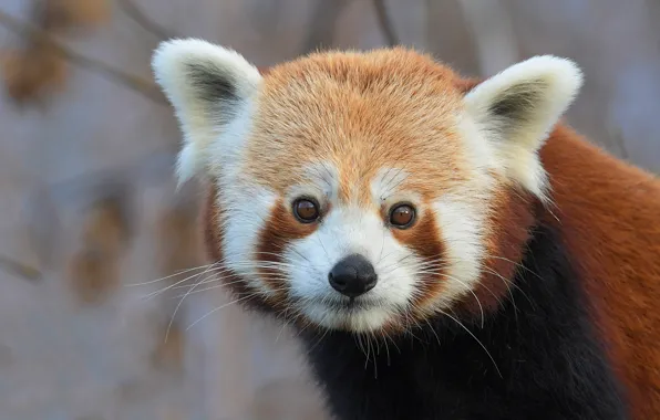 Picture look, face, background, portrait, red Panda, red Panda