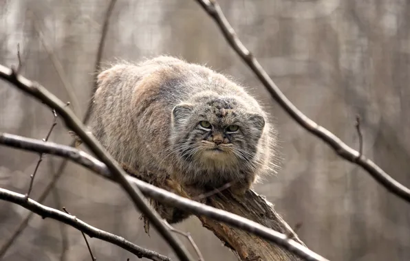 Picture look, on the tree, manul, manul, the Pallas cat