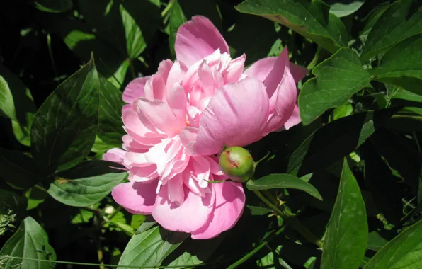 Leaves, pink, Bud, green, carved, Peony
