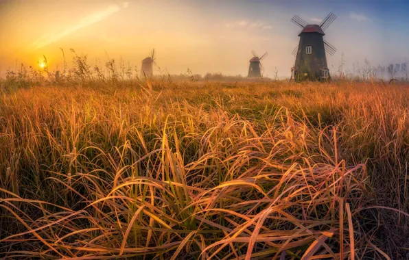 Field, autumn, the sky, grass, the sun, light, sunset, fog