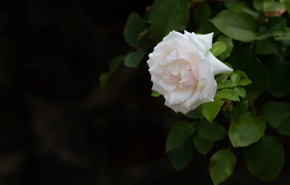 Picture flower, leaves, nature, rose