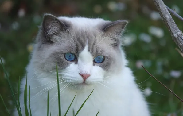 Cat, muzzle, blue eyes, grass, Ragdoll