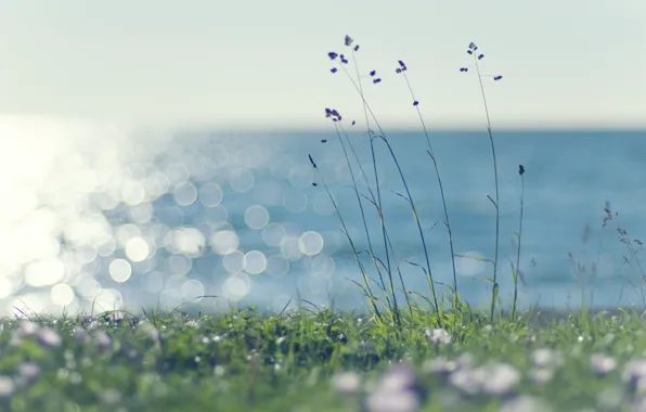 Picture sea, greens, summer, grass, water, the sun, light, nature