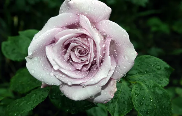 Drops, macro, flowers, roses, buds