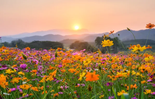 Field, summer, the sky, the sun, flowers, fog, dawn, hills