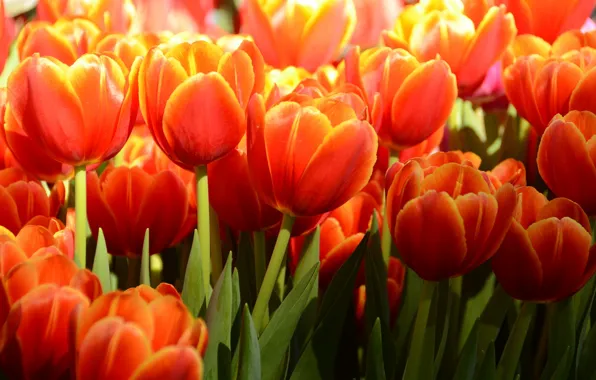 Picture light, flowers, red, tulips, flowerbed, a lot