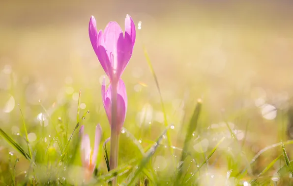 Picture flower, Autumn is coming, poison Crocus