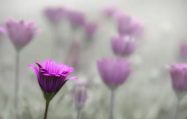 Fog, petals, stem, meadow
