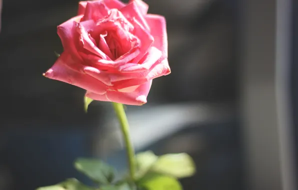 Rose, petals, pink