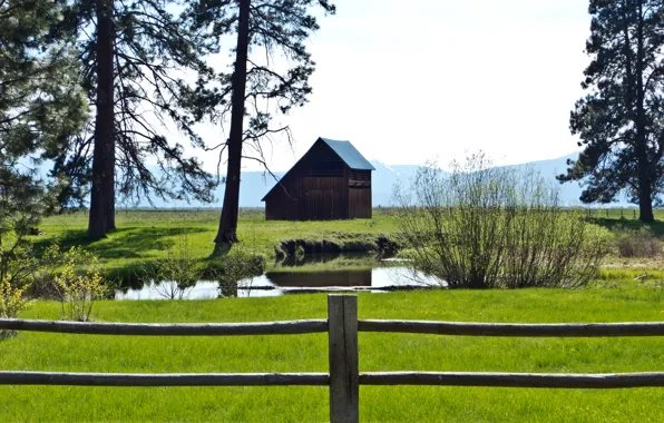 Picture greens, field, grass, pond, green, grass, trees, nature