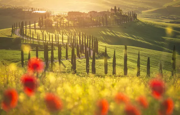 Light, flowers, field, Maki, Italy, houses, bokeh, cypress