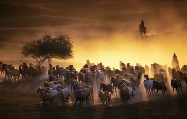 Horses, dust, the evening, the herd