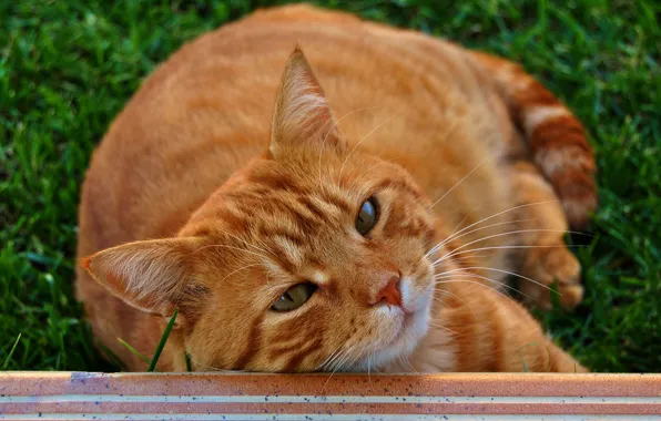 Picture cat, cat, look, face, portrait, lies, red