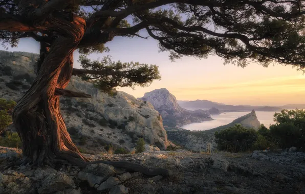 Sea, landscape, nature, tree, rocks, morning, Crimea, pine