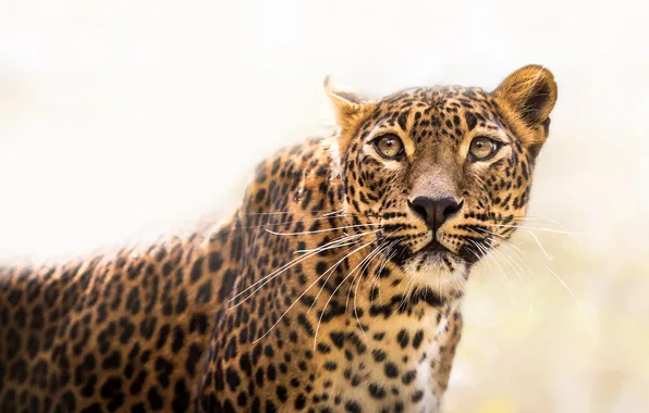 Look, face, portrait, leopard, light background, blur