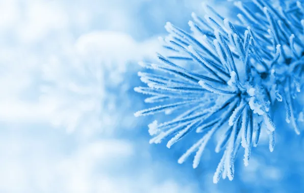 Winter, macro, snow, blue, Wallpaper, tree, spruce, wallpaper
