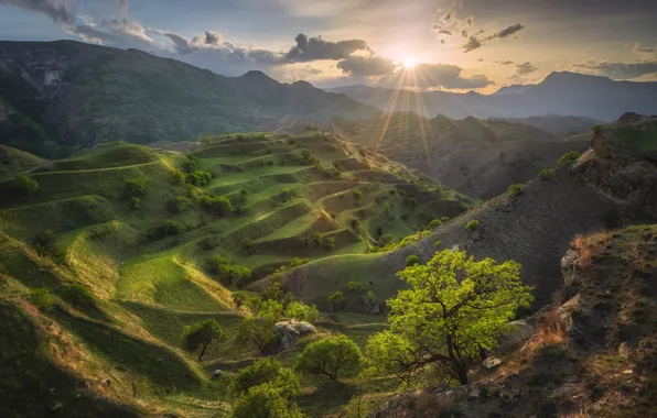 Picture forest, landscape, nature, sunrise, mountain top