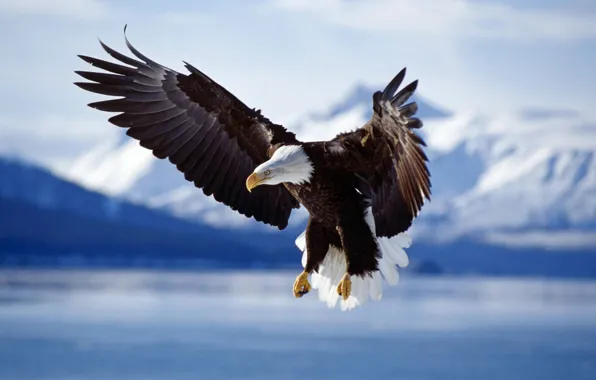 Picture animals, birds, bird, wings, eagle, the eagles, animal photos