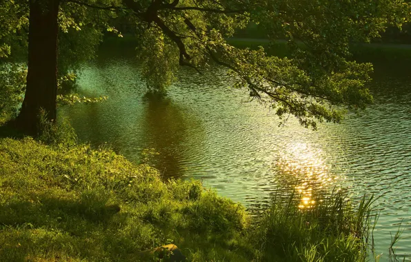 Trees, nature, river