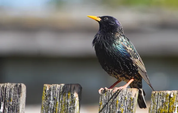 Birds, spring, Starling, photohunt