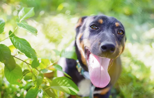 Language, nature, background, each, dog