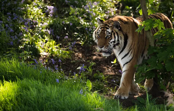 Picture grass, flowers, tiger, wild cat