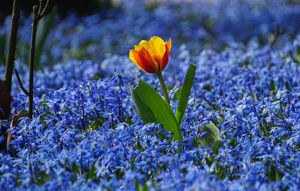 Flower, leaves, flowers, orange, glade, Tulip, branch, garden