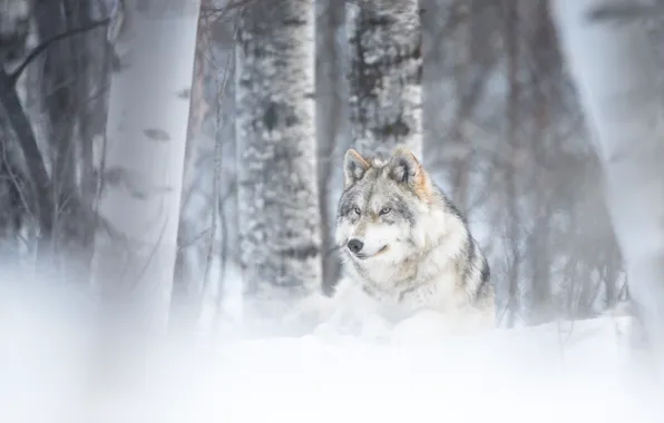 Winter, forest, wolf