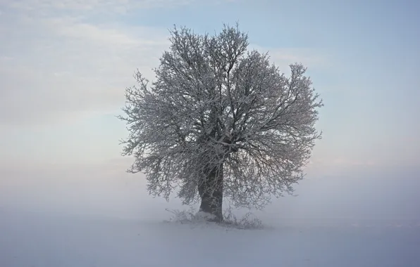 Cold, winter, snow, branches, tree