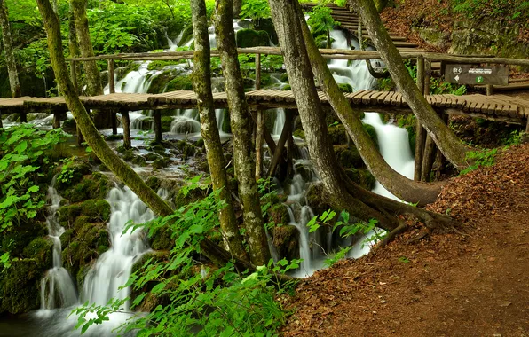 Picture forest, trees, waterfall, stream, slope, the bridge