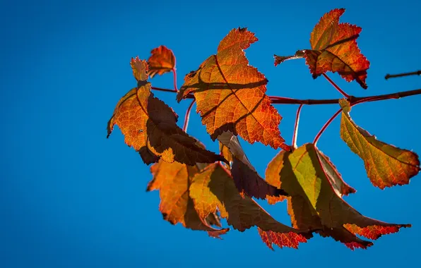 Autumn, the sky, leaves, branches