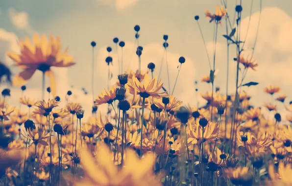 Picture field, flowers, treatment, yellow