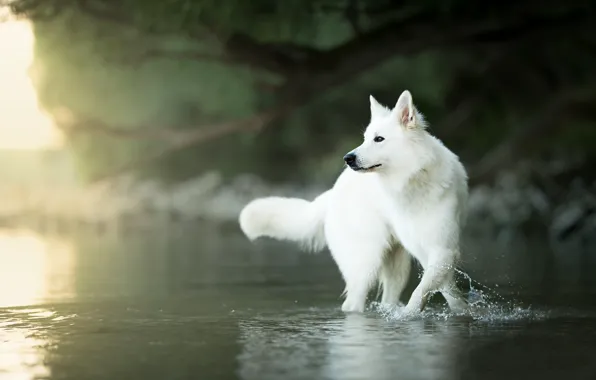 Picture water, dog, bokeh, The white Swiss shepherd dog