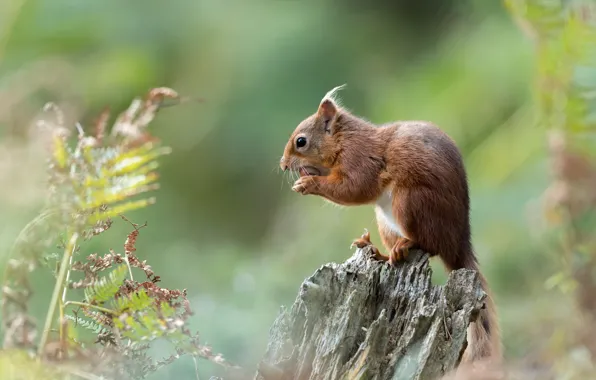 Picture nature, background, stump, protein, profile, red, nuts, sitting