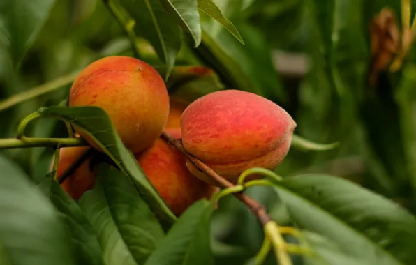 Tree, branch, fruit, peach