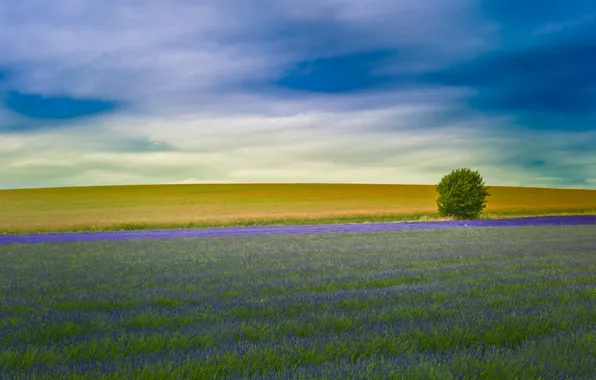 Field, England, lavender