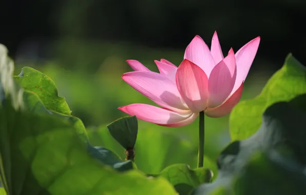 Picture leaves, light, flowers, petals, Lotus, pink, green background