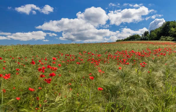 Picture summer, the sky, clouds, flowers, blue, Mac, Maki, poppy field