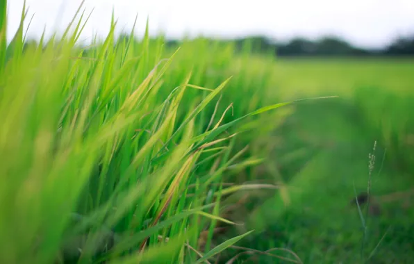 Picture greens, field, grass, leaves, macro, green, background, widescreen