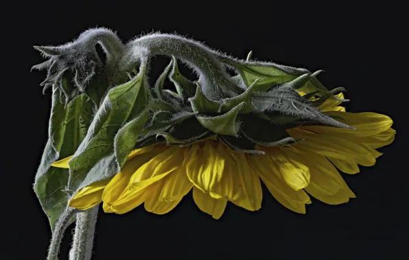 Macro, background, sunflower