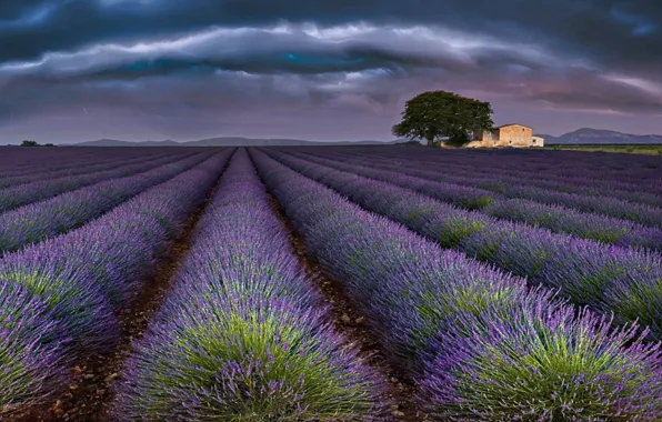 France, lavender, Provence