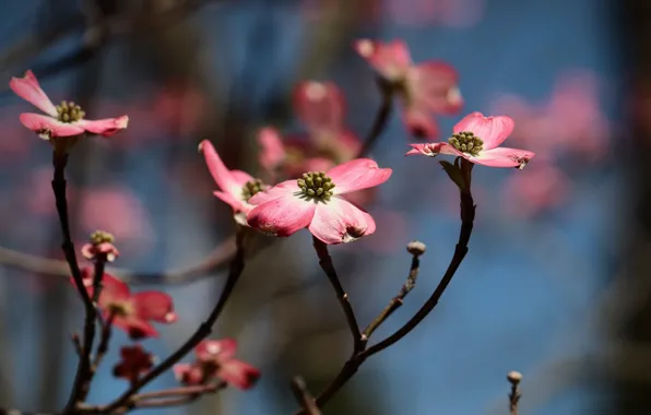 Flowers, branches, background, blue, spring, pink, flowering, bokeh