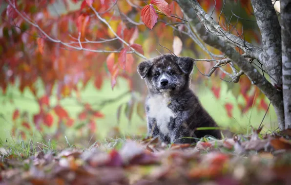 Autumn, leaves, tree, dog, puppy, Akita inu