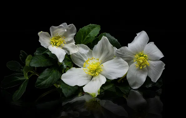 Picture flowers, white, black background, anemones