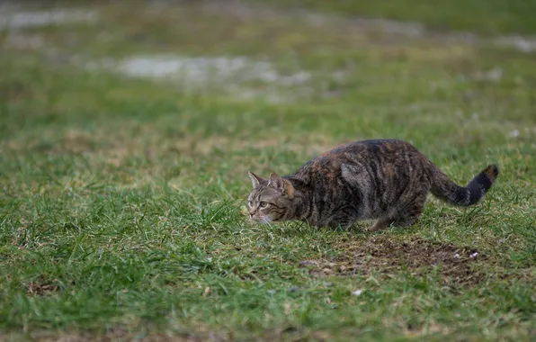 Picture cat, grass, cat, hunting