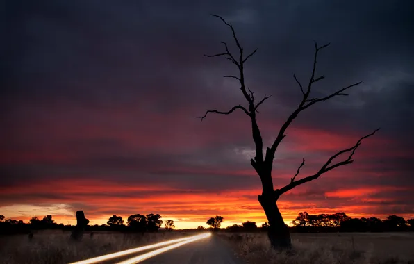 Road, light, trees, landscape, night