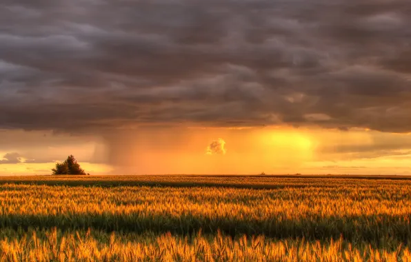 Field, clouds, sunset
