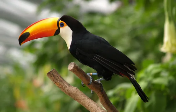 Bird, beak, large, Toucan, motley