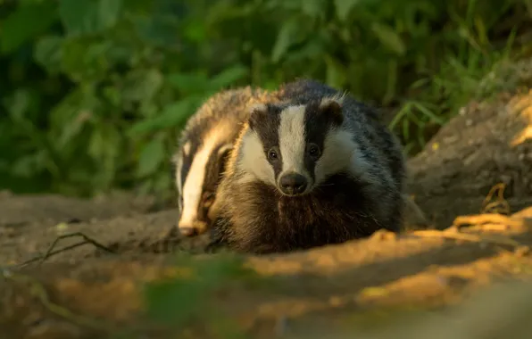Grass, two, badger, badgers